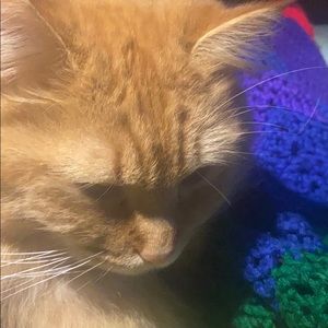 Meet your Posher, Angeline